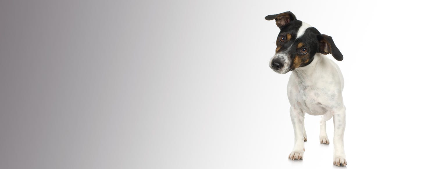 Rat terrier hot sale fox terrier